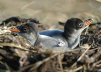 gentoo-emma